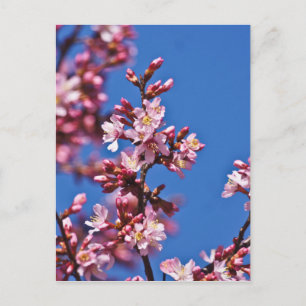 Postal Flores de Cerezo Sakura Tocando Azul