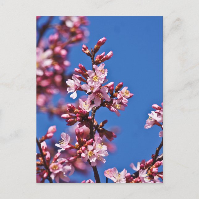 Postal Flores de Cerezo Sakura Tocando Azul (Anverso)