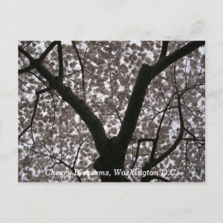 Postal Flores de cerezo, Washington D.C.
