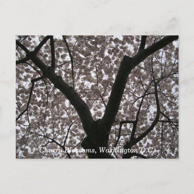 Postal Flores de cerezo, Washington D.C. (Anverso)