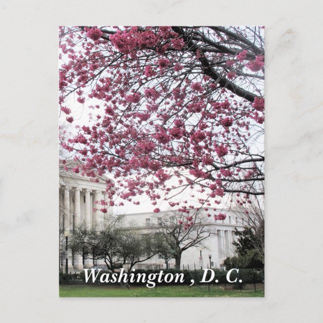 Postal Flores de cerezo. Washington, D.C. (Anverso)