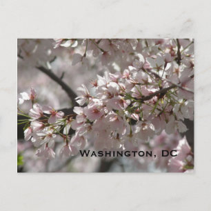 Postal Flores de cerezo:Washington, DC Postcard