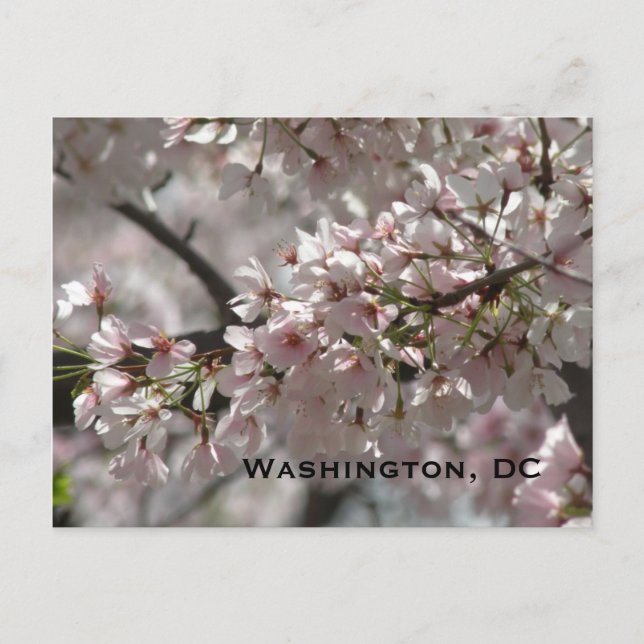 Postal Flores de cerezo:Washington, DC Postcard (Anverso)