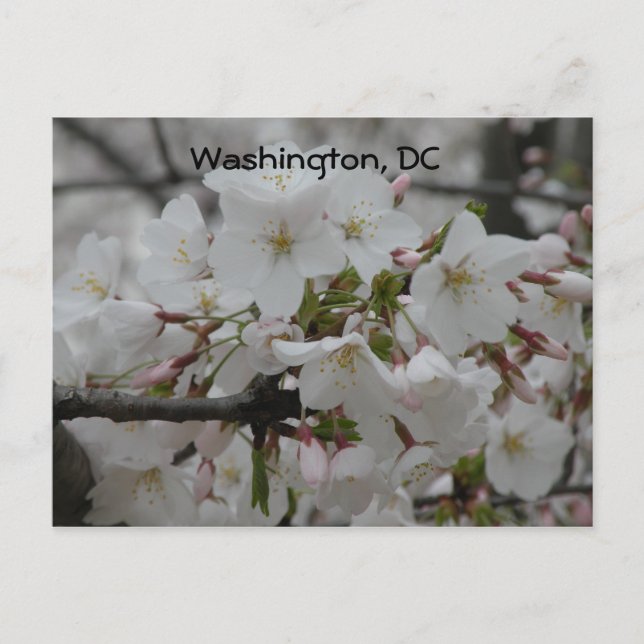 Postal Flores de cerezo: Washington, DC Postcard (Anverso)