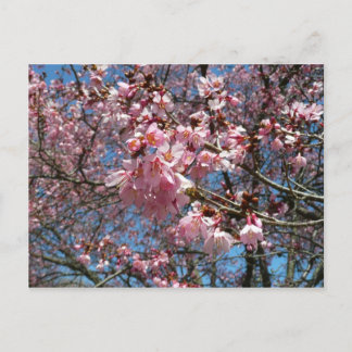 Postal Flores de cerezo y de primavera rosada de abeja
