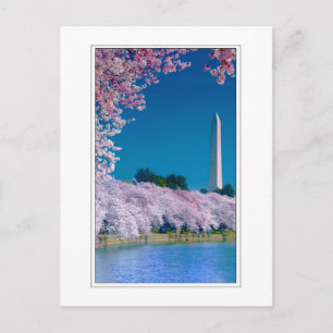 Postal Flores de cerezo y el monumento a Washington