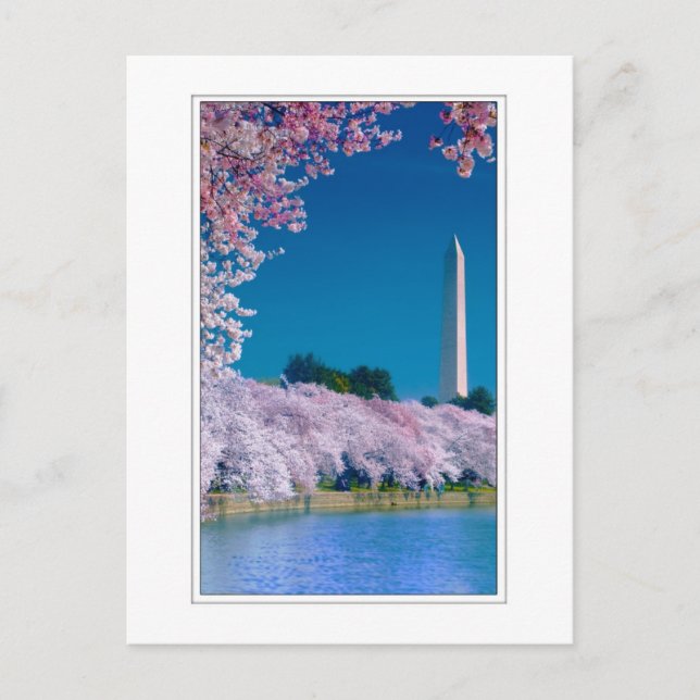 Postal Flores de cerezo y el monumento a Washington (Anverso)