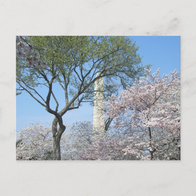 Postal Flores de cerezo y el monumento de Washington en D (Anverso)