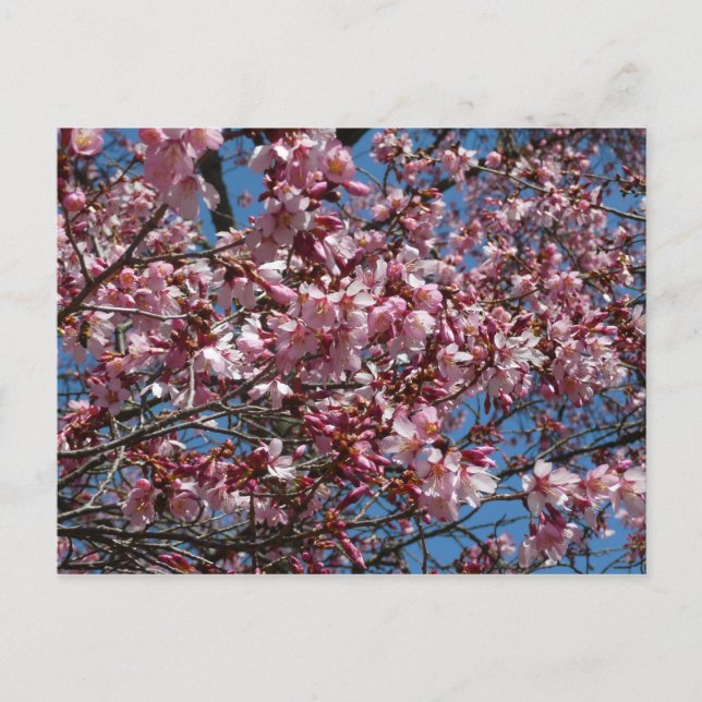 Postal Flores de cerezo y flor de Blue Sky Spring (Anverso)