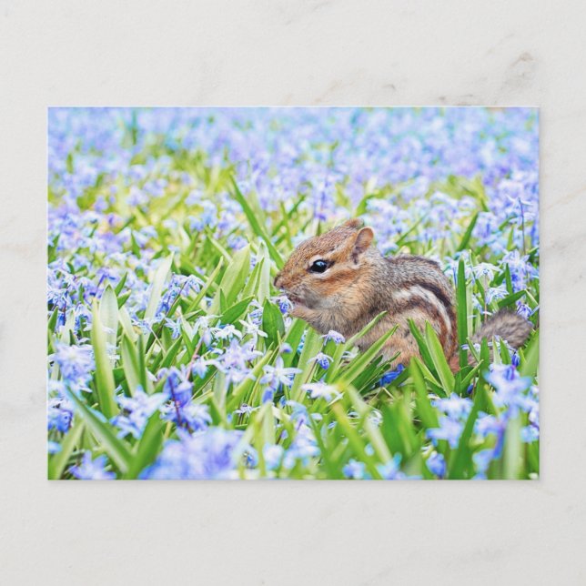Postal Flores de Chipmunk y Primavera Azul (Anverso)