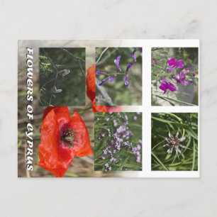 Postal flores de chipre postcare