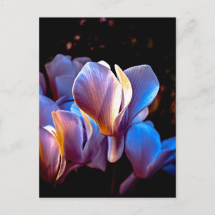 Postal Flores de Ciclamen Resplandecientes, Charleston SC