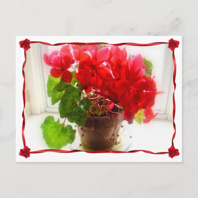 Postal Flores de ciclamen rojo (Anverso)