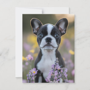 Postal Flores de cigalas de porcino de Boston Terrier