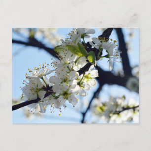Postal Flores de ciruela