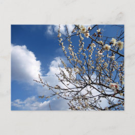 Postal Flores de ciruela: Japón