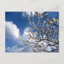 Flores de ciruela: Japón