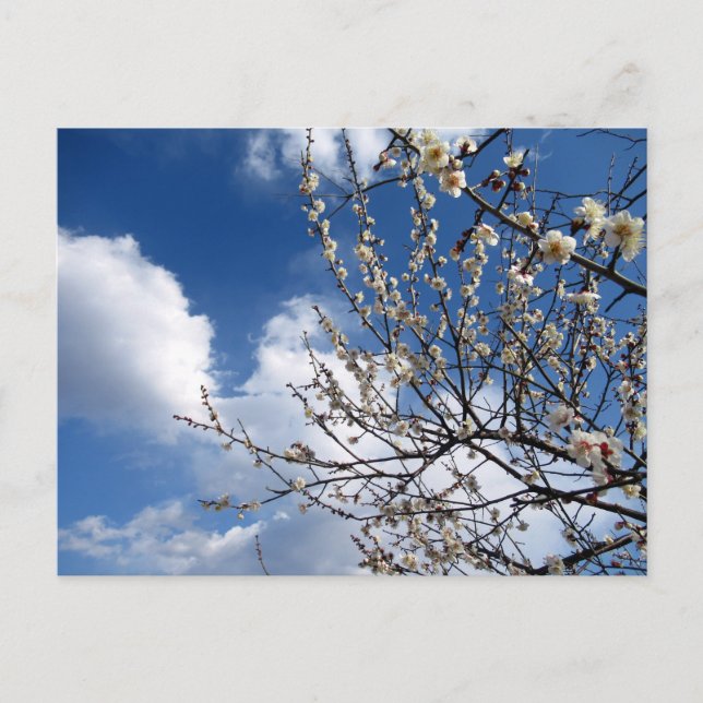 Postal Flores de ciruela: Japón (Anverso)