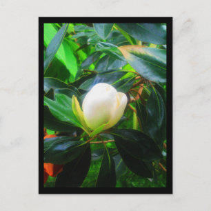 Postal Flores de Ciudad Postales-38