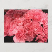 Flores de clavel rosado bonito
