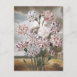 Postal Flores de clavel variadas con cielo gris