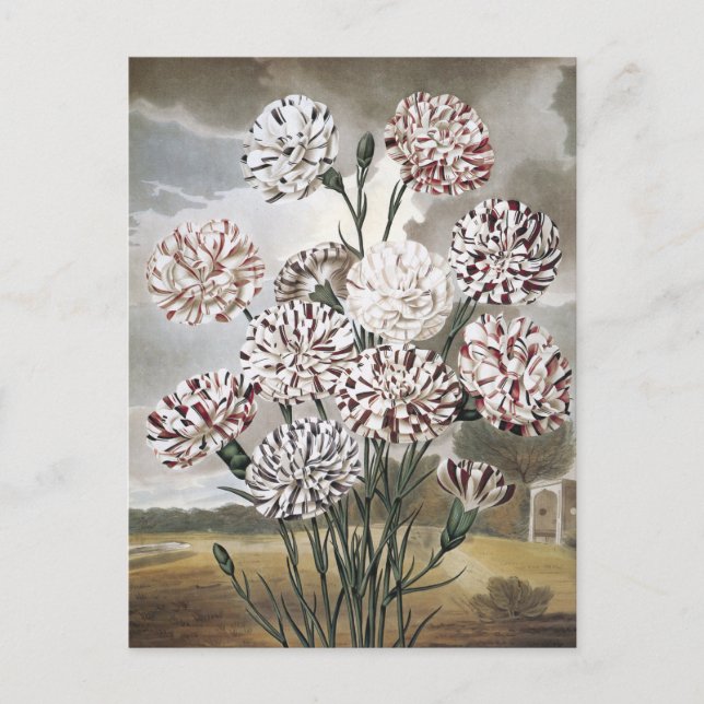 Postal Flores de clavel variadas con cielo gris (Anverso)
