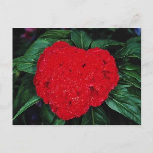 Postal Flores de Cockscomb, Indias Orientales (Anverso)