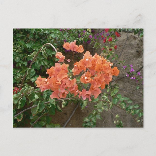Postal Flores de color naranja (Anverso)