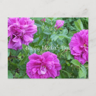 Postal Flores de color rosa diurno de la madre