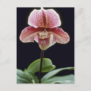Postal Flores de color rosa Lappa Winze (Paphiopedilum)