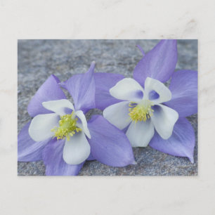 Postal Flores de Columbina