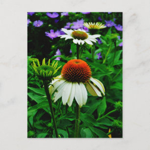 Postal Flores de Cono blancas y Naranjas