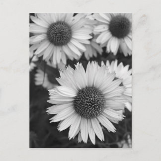 Postal Flores de cono - Daisy - En blanco y negro