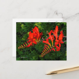 Postal Flores de copo de lucifer de la Crocosmia roja