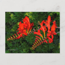 Postal Flores de copo de lucifer de la Crocosmia roja