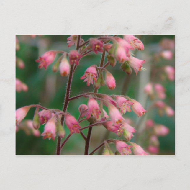 Postal Flores de Coralbell (Anverso)