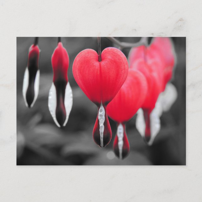 Postal Flores de corazón sangrantes (Anverso)