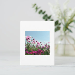 Postal Flores de Cosmos de Japón