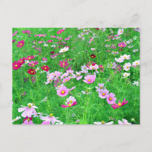 Postal Flores de Cosmos: Japón