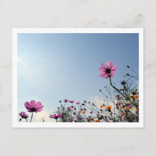 Postal Flores de Cosmos: Japón