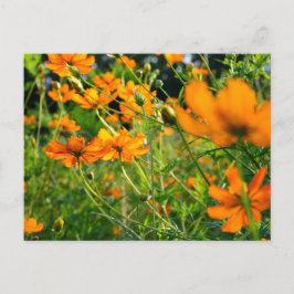 Postal Flores de Cosmos Naranja