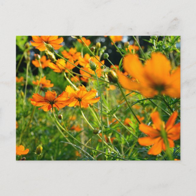 Postal Flores de Cosmos Naranja (Anverso)