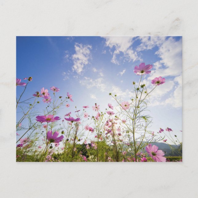 Postal Flores de cosmos. Otsu, Prefectura de Shiga, Japón (Anverso)