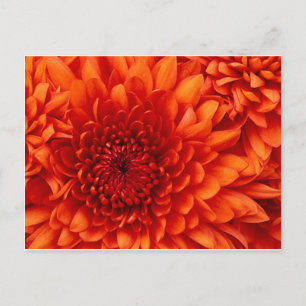 Postal Flores de crisantemo