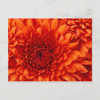 Postal Flores de crisantemo