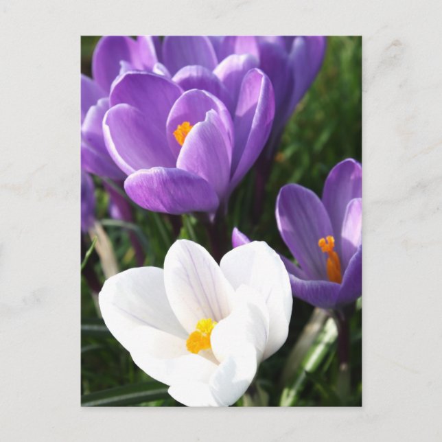 Postal Flores de crocus (Anverso)