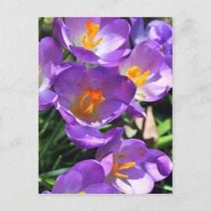 Postal Flores de crocus.jpg