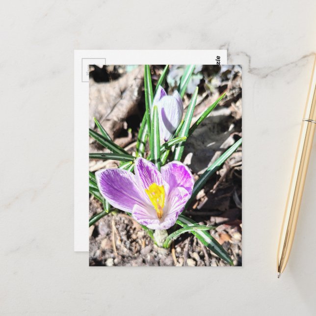 Postal Flores de crocus púrpura (Anverso/Reverso In Situ)