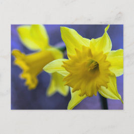 Postal Flores de Daffodil