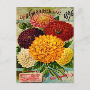 Postal Flores de Dahlia antiguas
